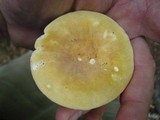 Russula ochroleucoides image