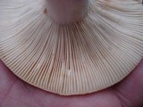 Russula ochroleucoides image