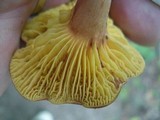 Phylloporus leucomycelinus image