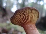 Phylloporus leucomycelinus image