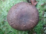 Russula variata image