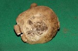 Amanita tuza image