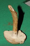 Amanita tuza image
