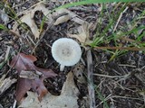 Amanita sect. Vaginatae image