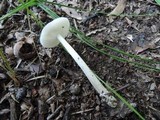Amanita sect. Vaginatae image