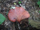 Fistulina hepatica image
