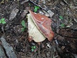 Fistulina hepatica image