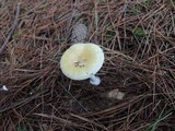 Amanita albocreata image