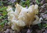 Sebacina sparassoidea image