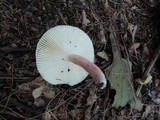 Russula mariae image