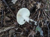Russula mariae image