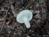 Russula mariae image