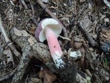 Russula mariae image