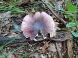 Russula mariae image