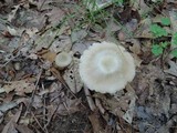 Entoloma rhodopolium image
