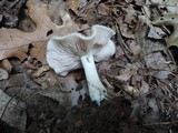 Entoloma rhodopolium image