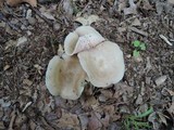 Entoloma rhodopolium image