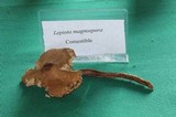Lepiota magnispora image