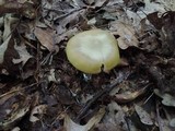 Entoloma bicolor image