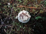 Lycoperdon marginatum image