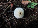 Lycoperdon marginatum image