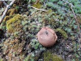 Lycoperdon marginatum image