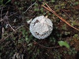 Lycoperdon marginatum image