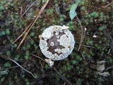 Lycoperdon marginatum image