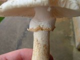 Amanita canescens image