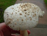 Amanita canescens image
