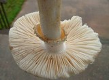 Amanita canescens image
