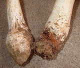 Amanita canescens image