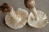 Amanita canescens image