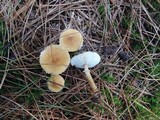 Cystoderma amianthinum image