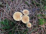 Cystoderma amianthinum image