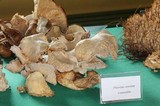 Pleurotus opuntiae image