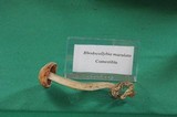 Rhodocollybia maculata image