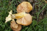 Pluteus romellii image