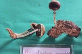 Protostropharia semiglobata image