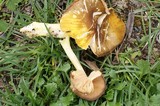 Pluteus romellii image