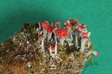 Cladonia didyma image