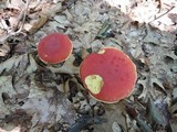 Boletus miniato-pallescens image