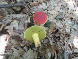 Boletus miniato-pallescens image