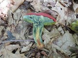 Boletus miniato-pallescens image