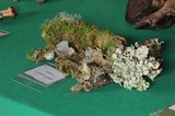 Cladonia didyma image
