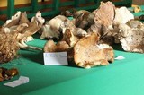 Tricholoma mesoamericanum image
