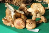 Tricholoma mesoamericanum image