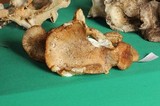 Tricholoma mesoamericanum image
