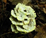 Thelephora vialis image