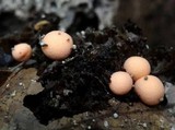 Lycogala epidendrum image